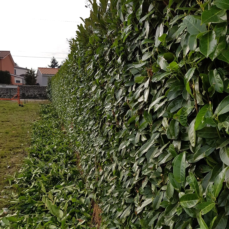 Haie de laurier dense et fraîchement taillée, feuilles vertes sur le sol. Arrière-plan de maisons résidentielles et champ.