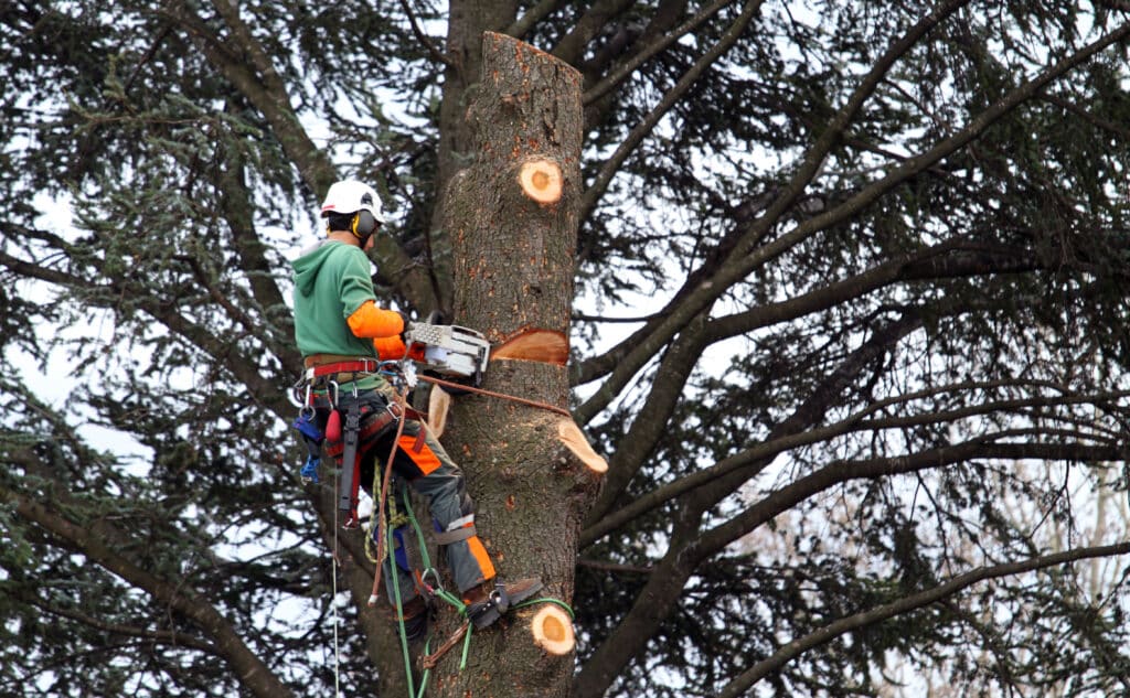 Élagage sécurisé : Grimpeur coupe un tronc à la tronçonneuse. Élagueur grimpeur sécurisé, utilisant une tronçonneuse pour couper le tronc d'un conifère; casque blanc, gants orange.